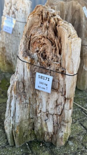 Grafsteen versteend hout 58171