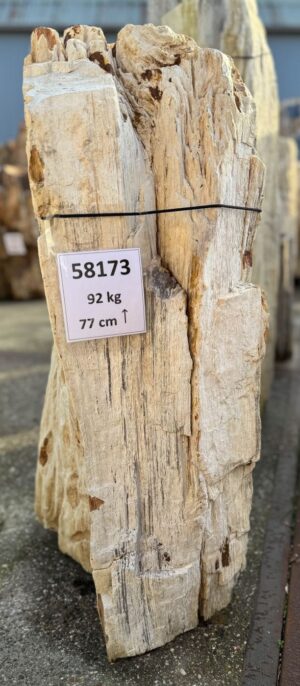 Grafsteen versteend hout 58173