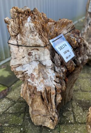 Grafsteen versteend hout 58174
