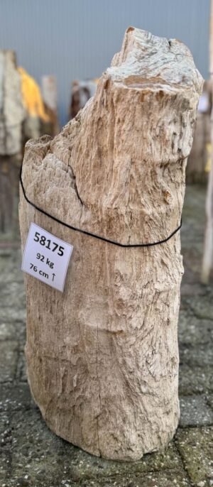 Grafsteen versteend hout 58175