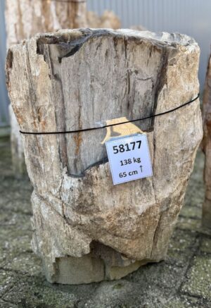 Grafsteen versteend hout 58177