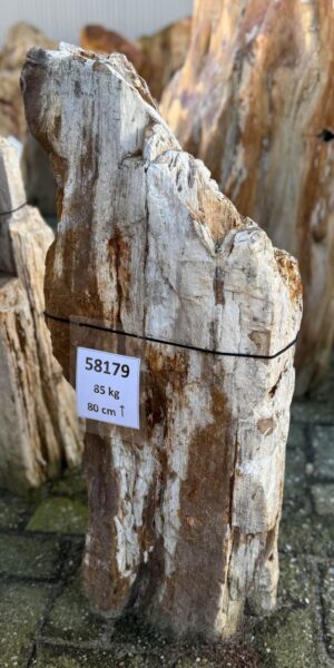 Grafsteen versteend hout 58179