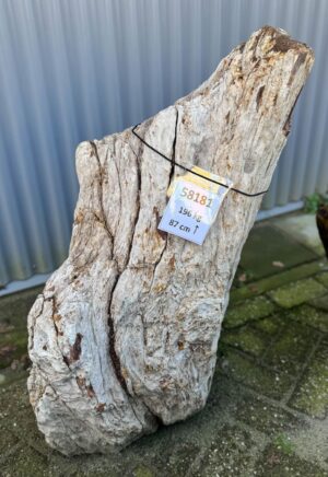 Grafsteen versteend hout 58181