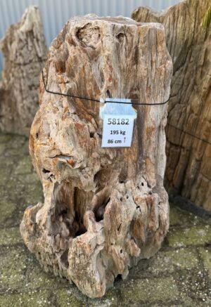 Grafsteen versteend hout 58182