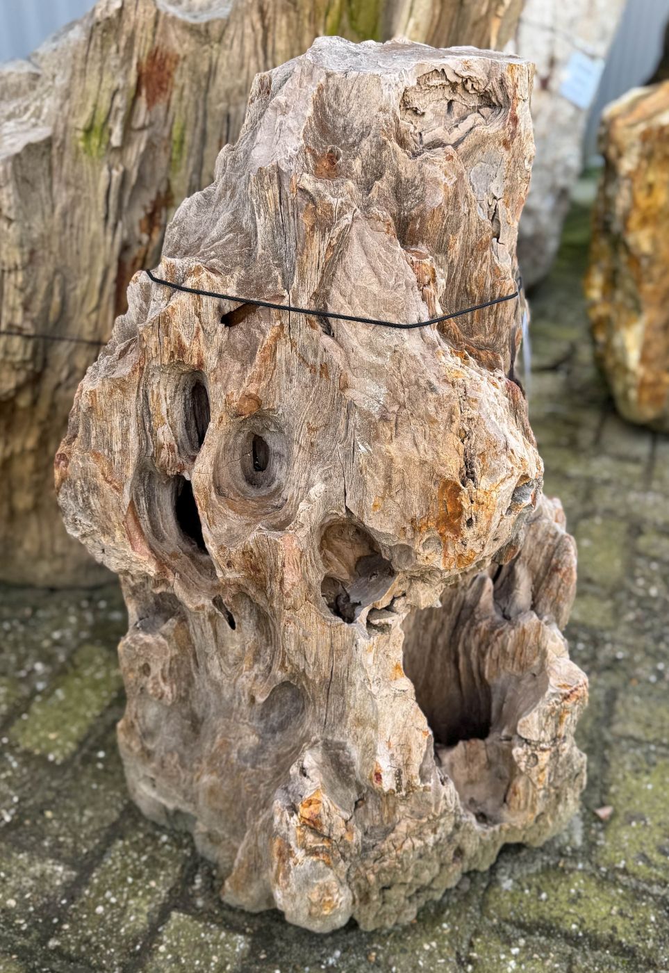 Grafsteen versteend hout 58182