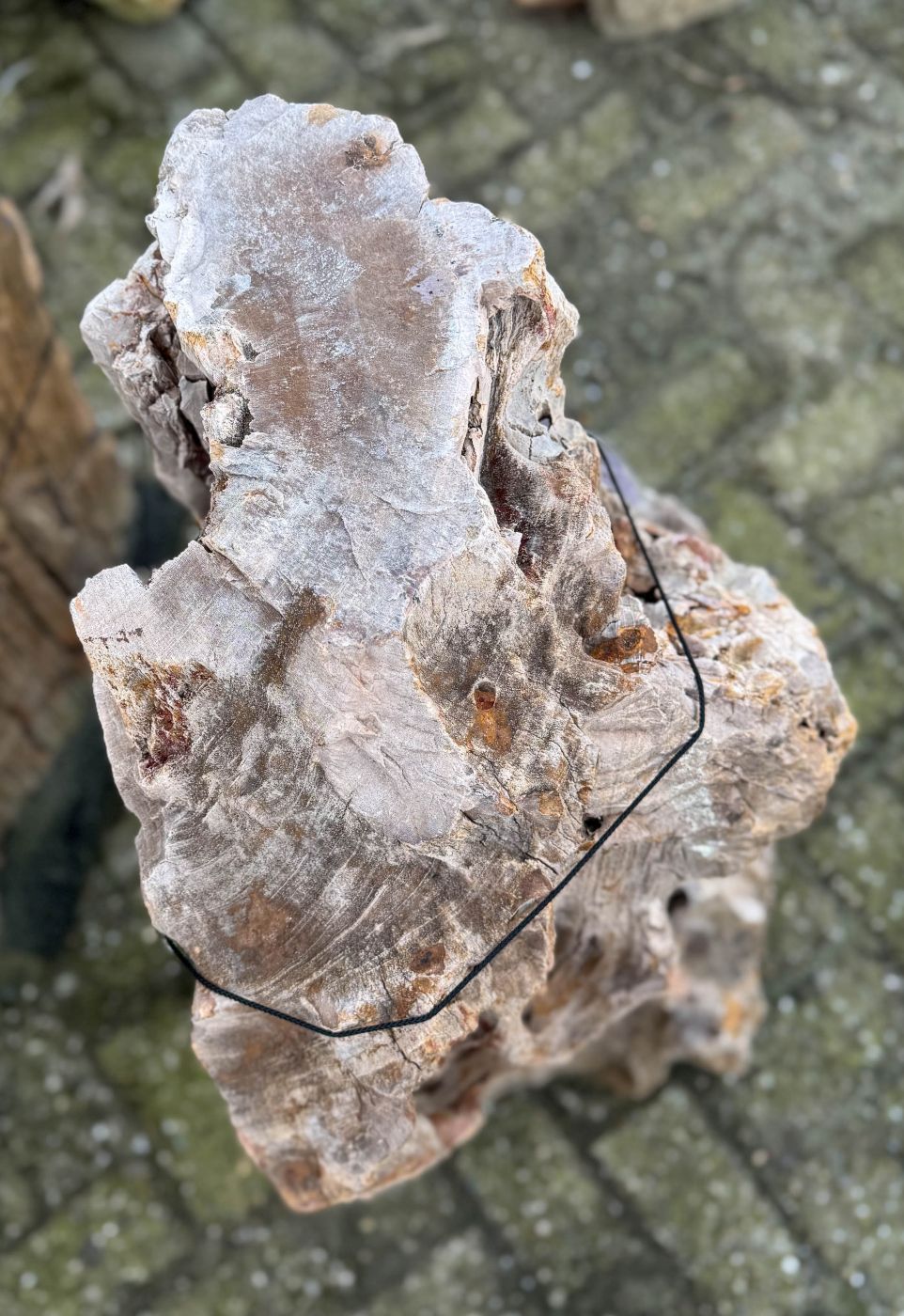 Grafsteen versteend hout 58182