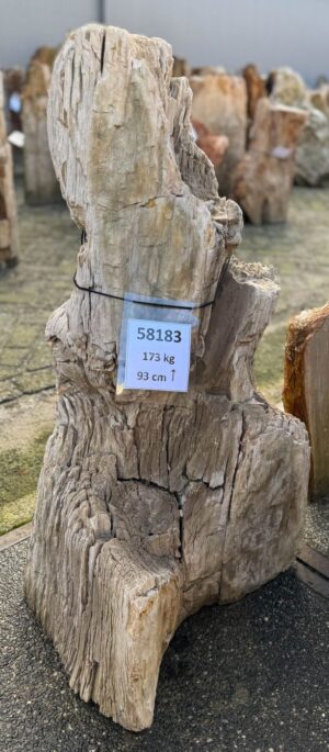 Grafsteen versteend hout 58183