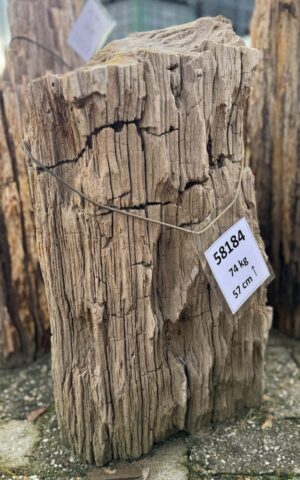 Grafsteen versteend hout 58184