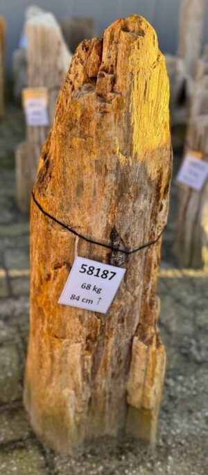 Grafsteen versteend hout 58187