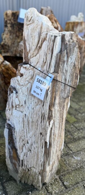 Grafsteen versteend hout 58189