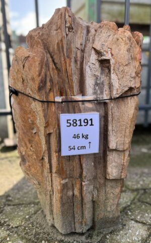 Grafsteen versteend hout 58191