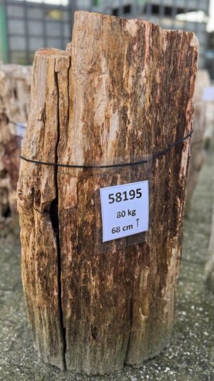 Grafsteen versteend hout 58195