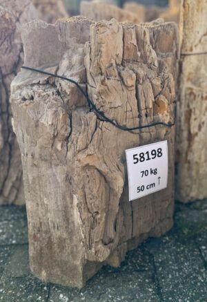 Grafsteen versteend hout 58198