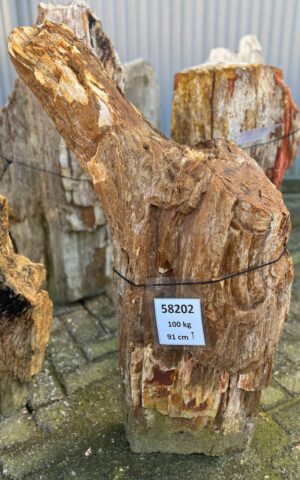 Grafsteen versteend hout 58202