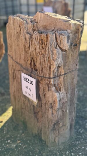 Grafsteen versteend hout 58210