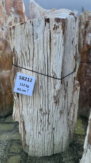 Grafsteen versteend hout 58212