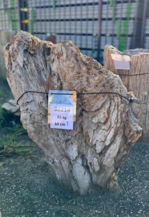 Grafsteen versteend hout 58214