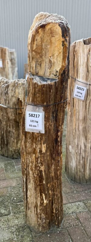 Grafsteen versteend hout 58217