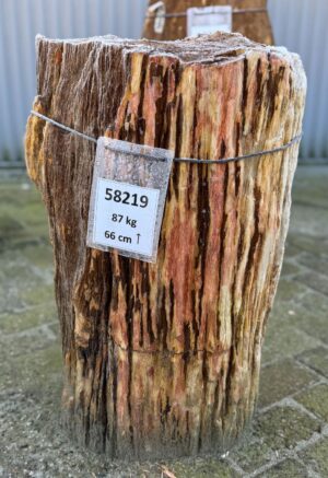 Grafsteen versteend hout 58219