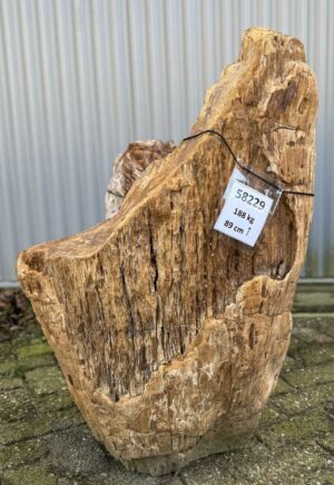 Grafsteen versteend hout 58229
