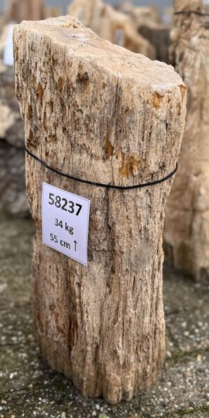 Grafsteen versteend hout 58237