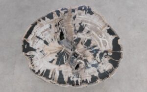 Salontafel versteend hout 59261