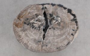 Salontafel versteend hout 59264