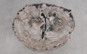 Salontafel versteend hout 59268