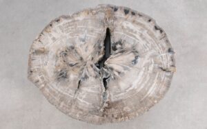 Salontafel versteend hout 59281