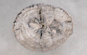 Salontafel versteend hout 59283