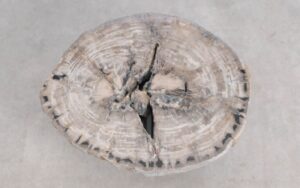 Salontafel versteend hout 59288