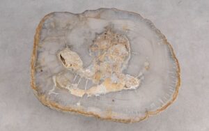 Salontafel versteend hout 59299