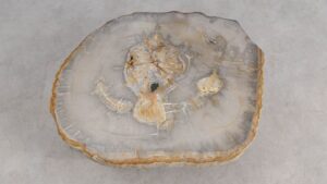 Salontafel versteend hout 59301