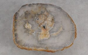Salontafel versteend hout 59304