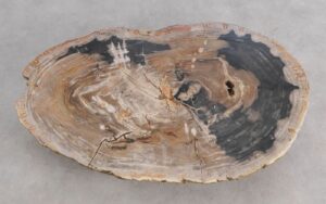 Salontafel versteend hout 59384