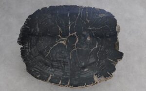 Salontafel versteend hout 59387