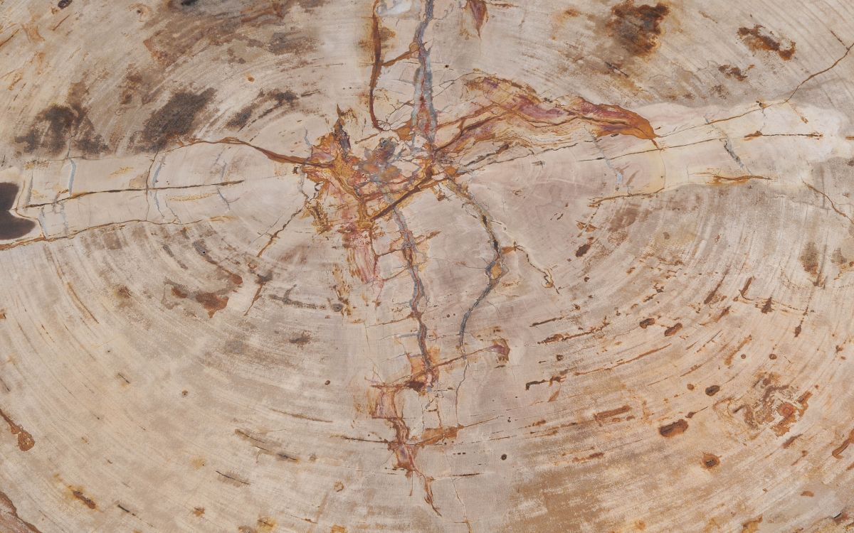 Salontafel versteend hout 49264 - Afbeelding 3