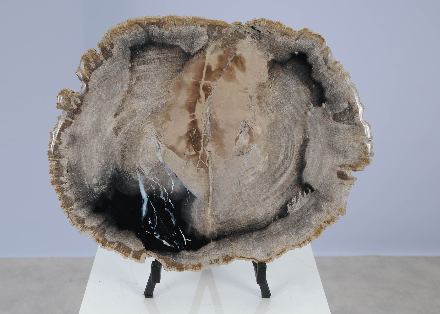 Schijf versteend hout 51413