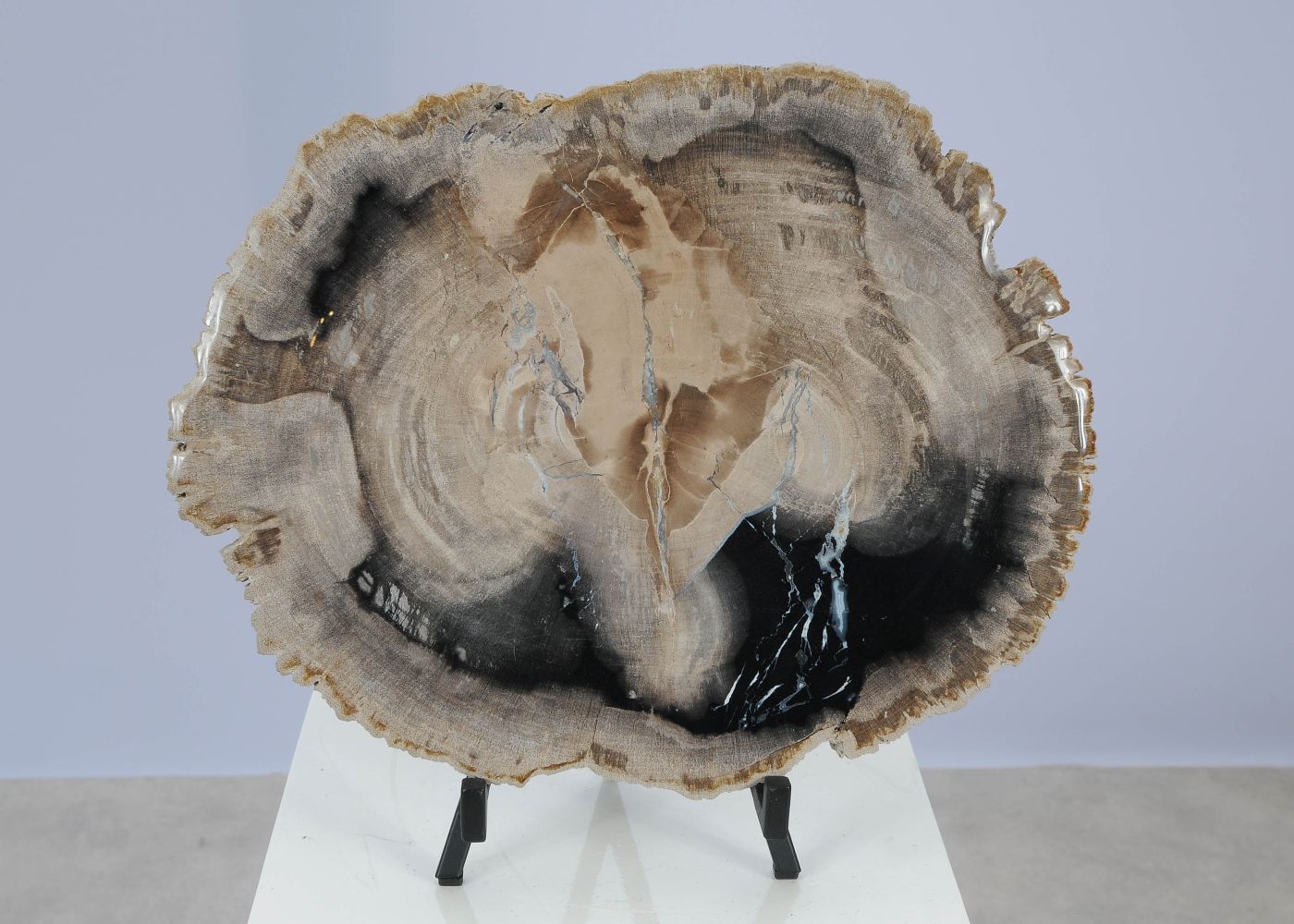 Schijf versteend hout 51413 - Afbeelding 2