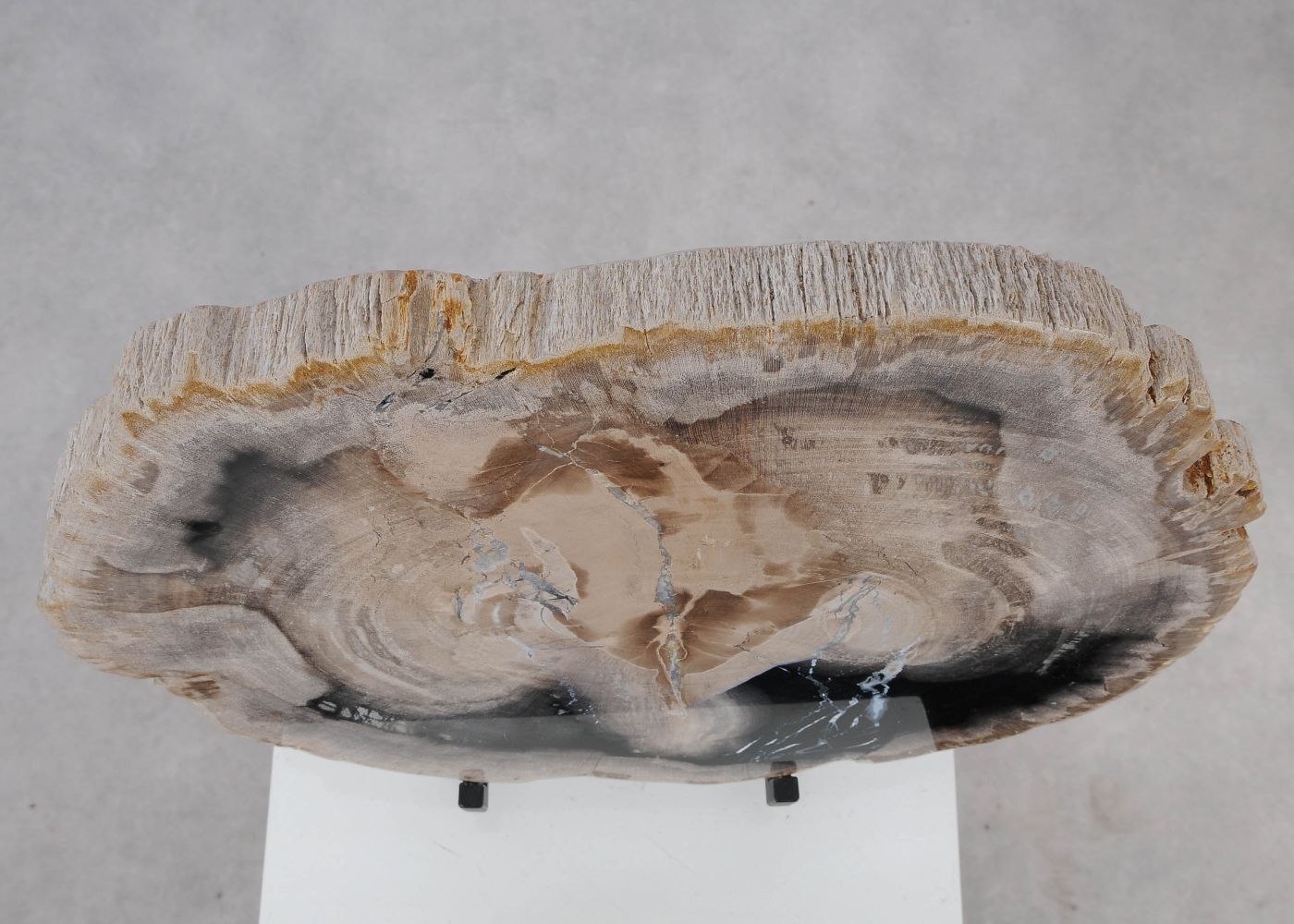 Schijf versteend hout 51413 - Afbeelding 3