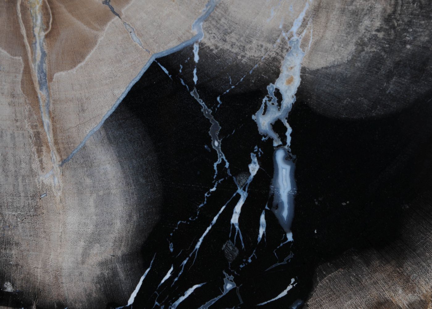 Schijf versteend hout 51413 - Afbeelding 4