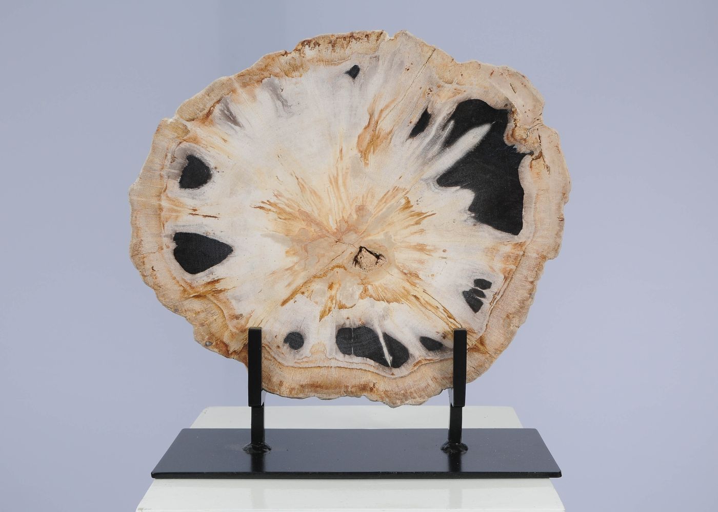 Schijf versteend hout 53166