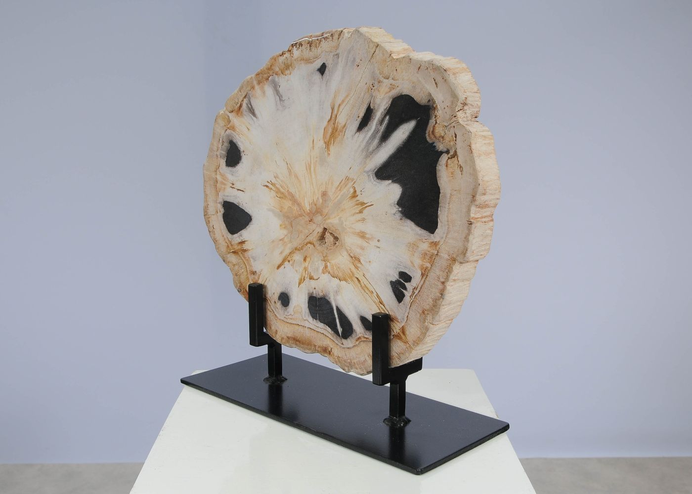 Schijf versteend hout 53166 - Afbeelding 2