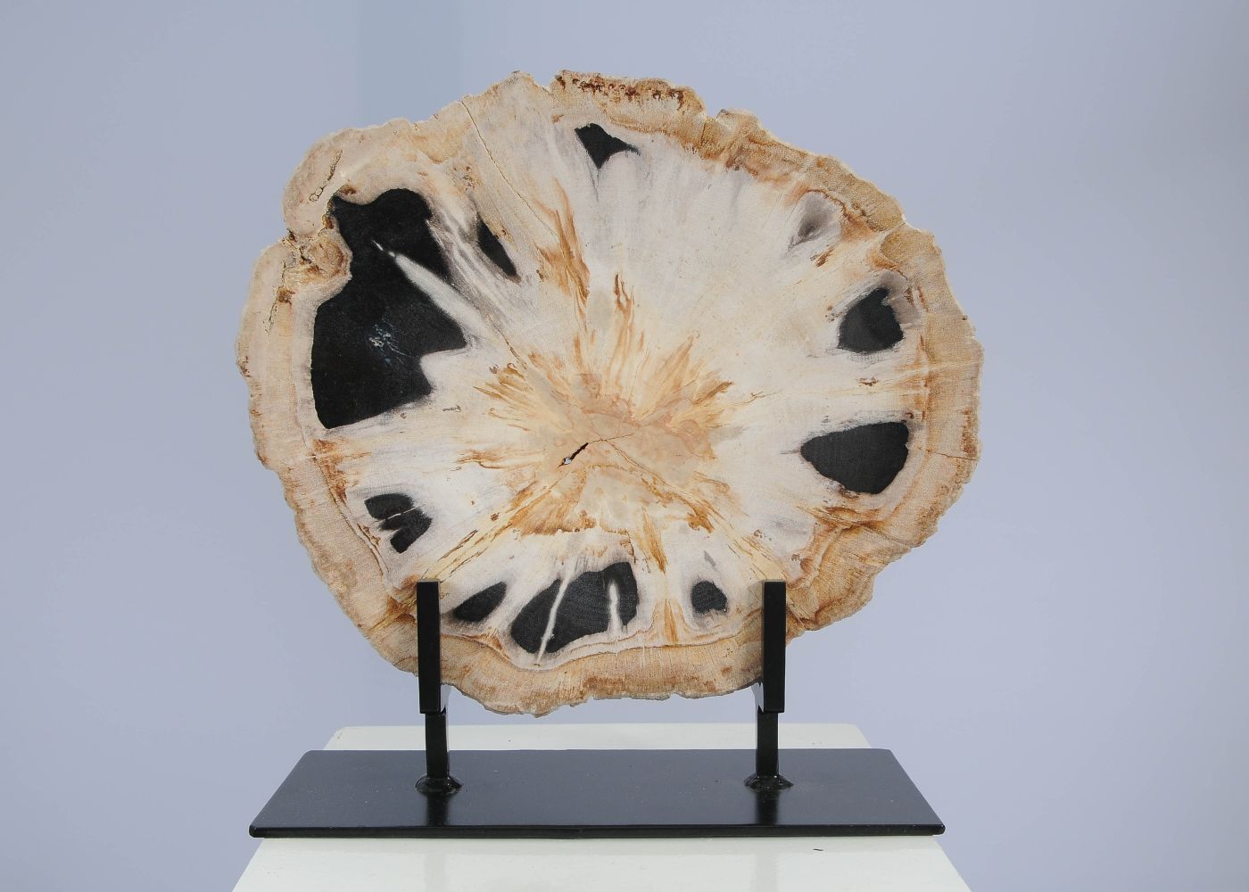 Schijf versteend hout 53166 - Afbeelding 3