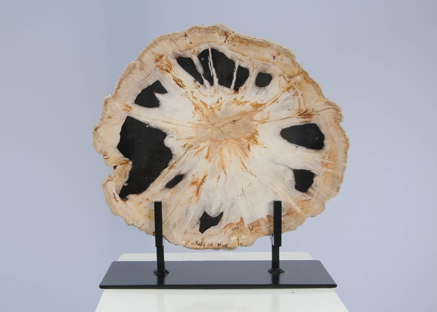 Schijf versteend hout 53166 - Afbeelding 4