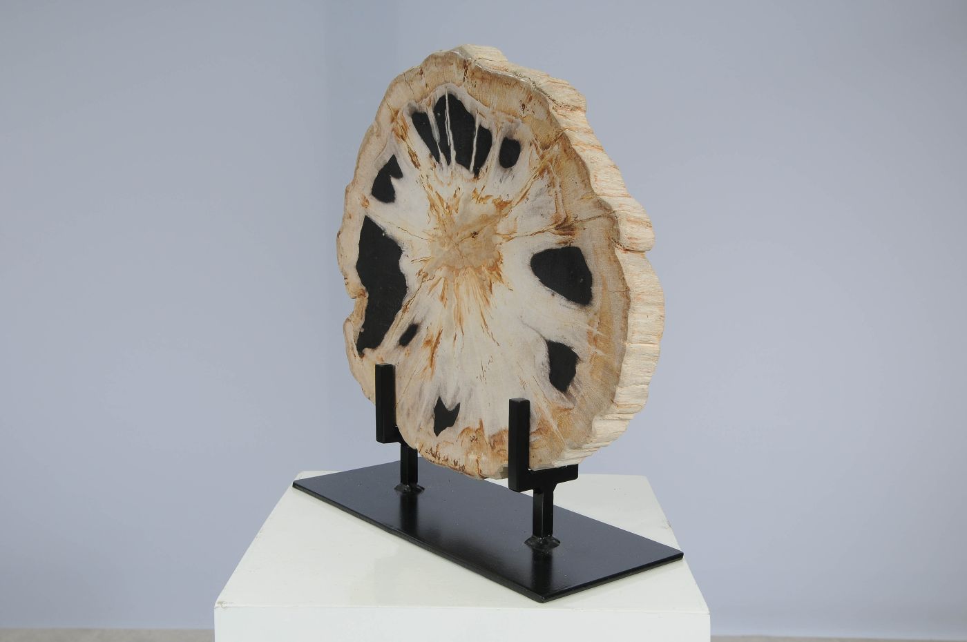 Schijf versteend hout 53166 - Afbeelding 5