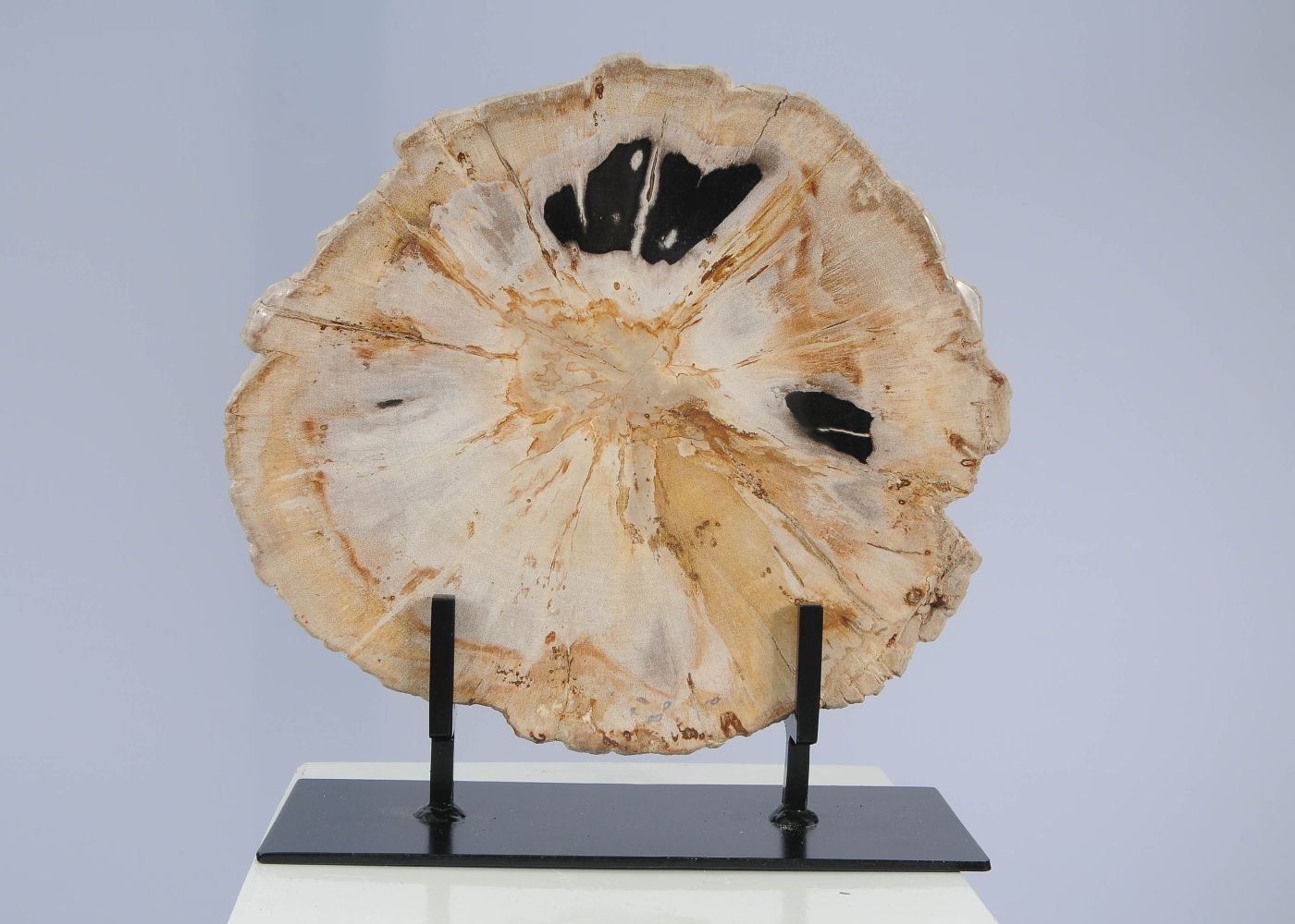 Schijf versteend hout 53166 - Afbeelding 6