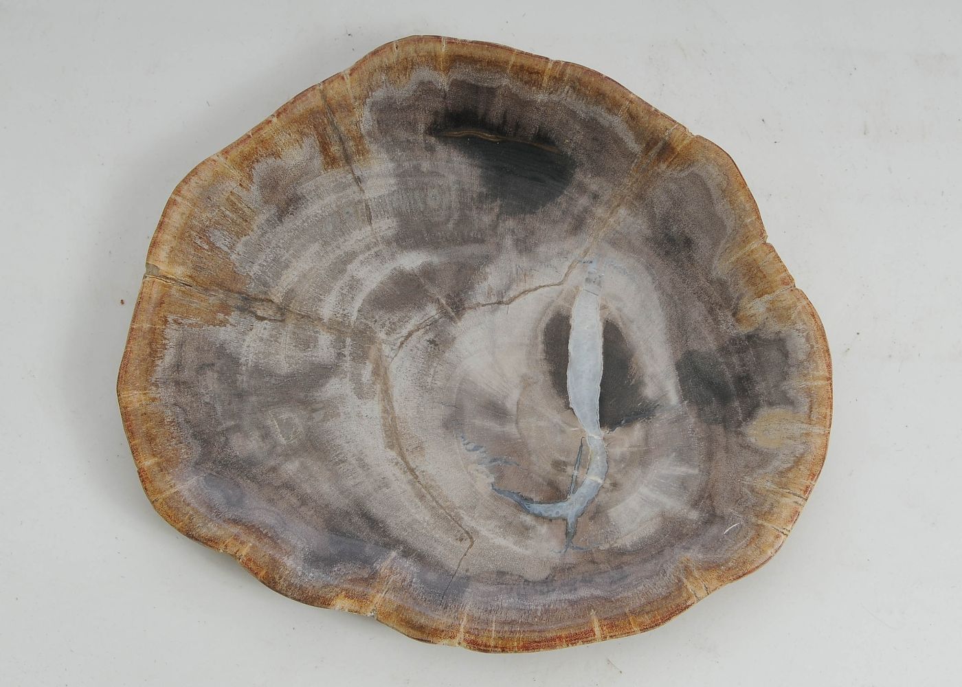 Bord versteend hout 57306