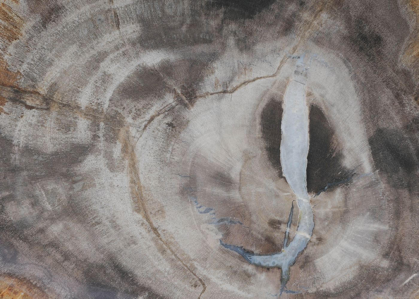 Bord versteend hout 57306 - Afbeelding 2