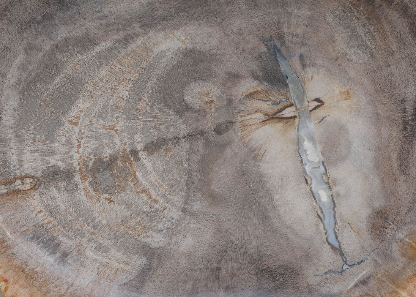 Bord versteend hout 57309 - Afbeelding 2